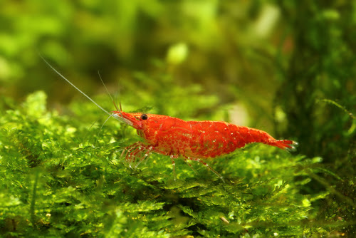ミナミヌマエビの抱卵時期の注意点は何 熱帯魚 淡水魚 海水魚の図鑑