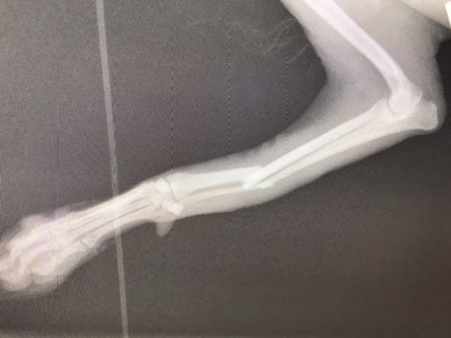 犬が骨折しているかどうかを見分ける方法 ４つの症状 オアシス便り 垂水オアシス動物病院