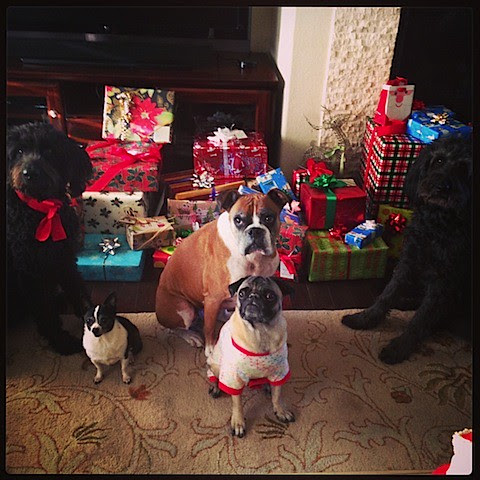 Christmas pups.JPG
