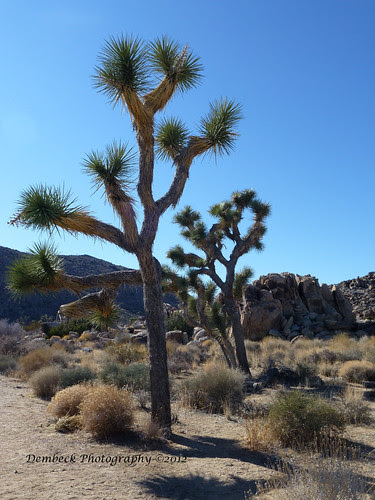 Joshua Tree
