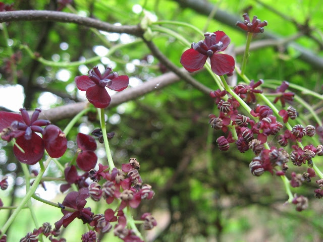 アケビの花 花だより