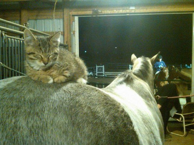 These Funny Animals