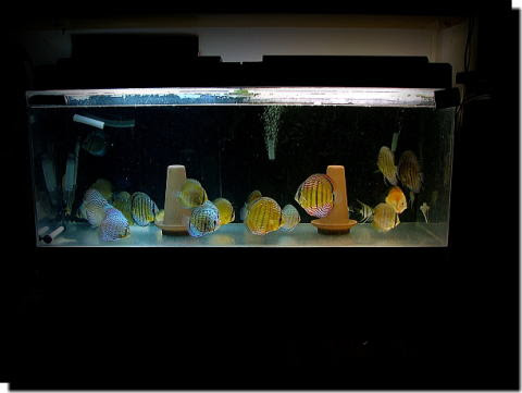 Discus 我が家の子供達 日記 ２００７ ６ ９月 １０月 １１月 １２月 08 １月 ディスカス日記 1月30日 保護色 このアレンカーｂは少しずつホリゾンタルライン 画像では顔から尾に走る青色の線 が出てきた このままだと全て出てきそうな勢い