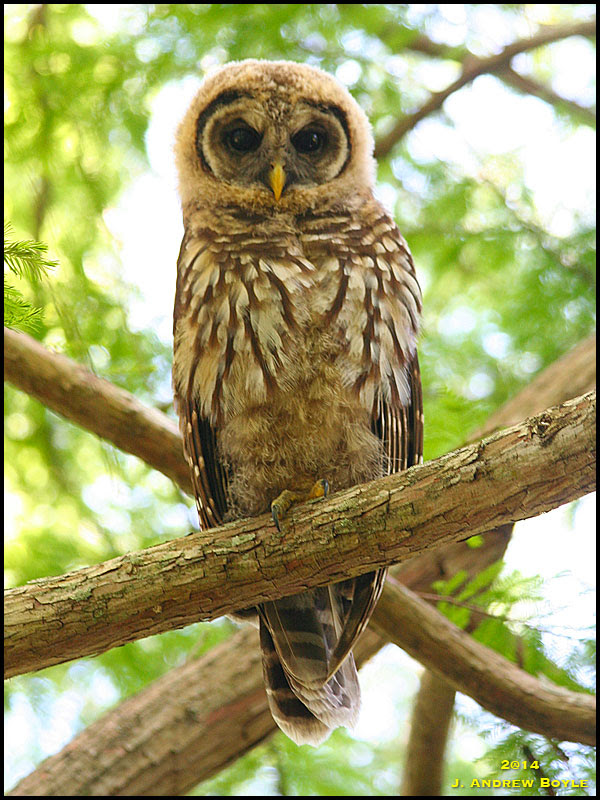 Barred Owl
