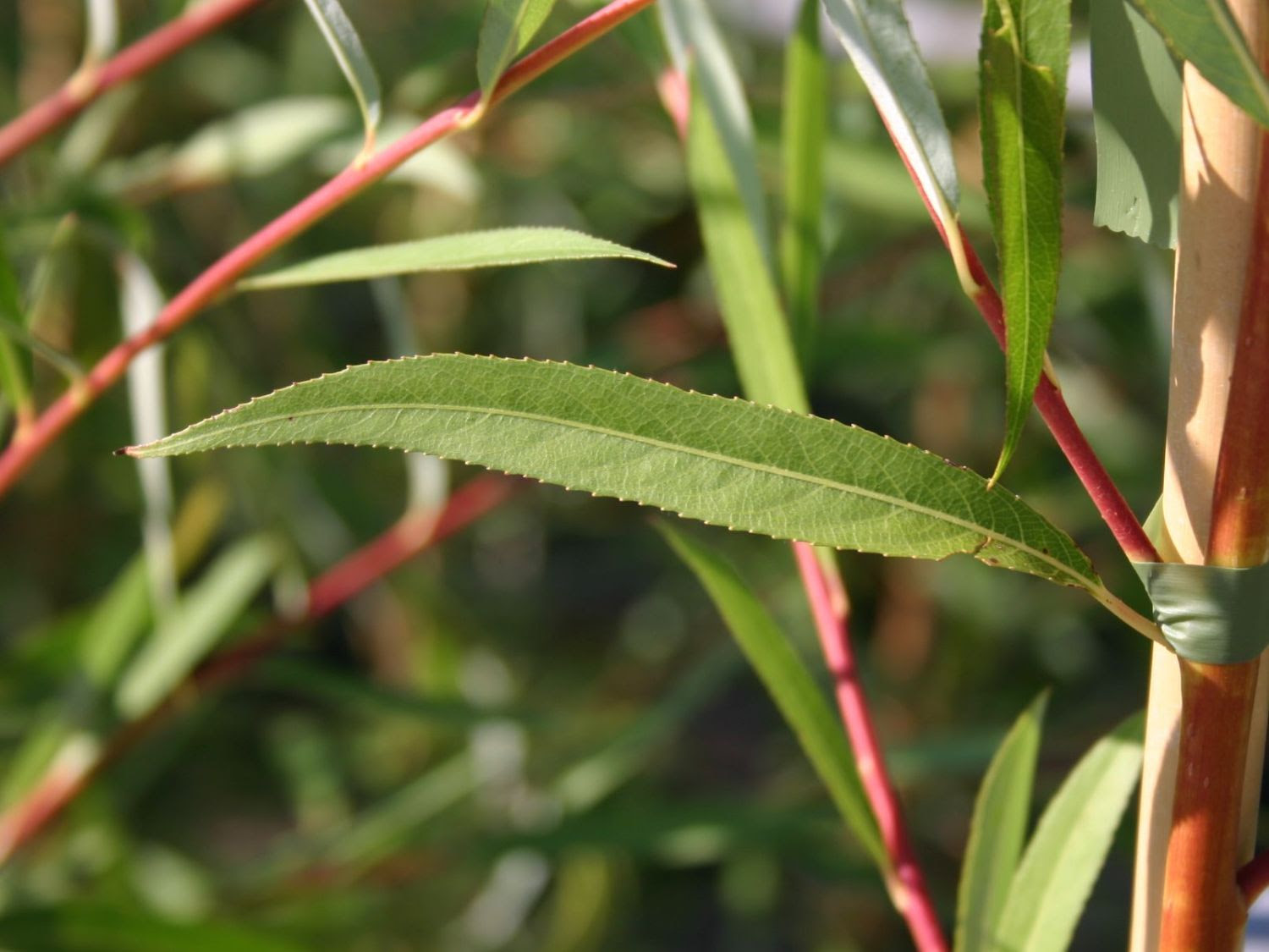 Trauerweide 'Tristis Resistenta' - Salix alba 'Tristis ...