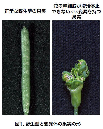 植物ホルモンオーキシンは花幹細胞の増殖を止めて 果実づくりを促すスイッチとしてはたらく 花 が実をつくるために必要なメカニズムを解明 食糧の増産に期待 奈良先端科学技術大学院大学