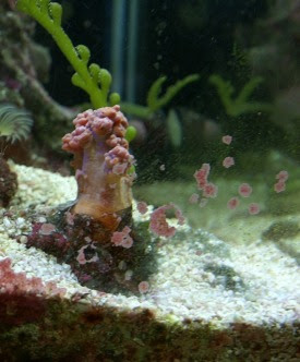 コケについて 神畑養魚株式会社