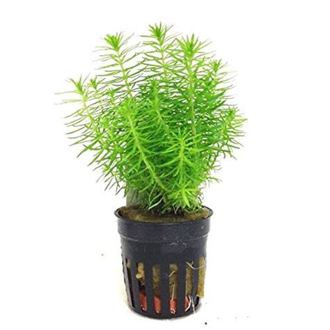 Java moss is one of the most popular freshwater aquarium plants, and for good reason. Potted Pogostemon Erectus Aquarium Live Plant - Aquarium