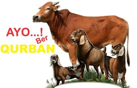jual hewan qurban
