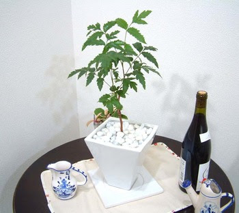 ニームの木の育て方 観葉植物 種類別 検索図鑑 ブルーミングスケープ
