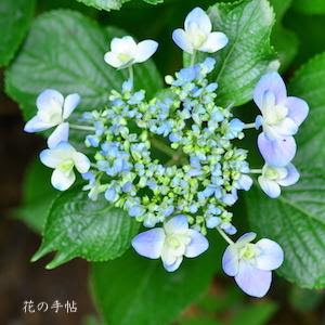 アジサイ スズ 紫陽花 紗 Hydrangea Suzu 300品種のあじさいを図鑑形式で紹介する花の手帖のデジタル写真集 紫陽花図鑑