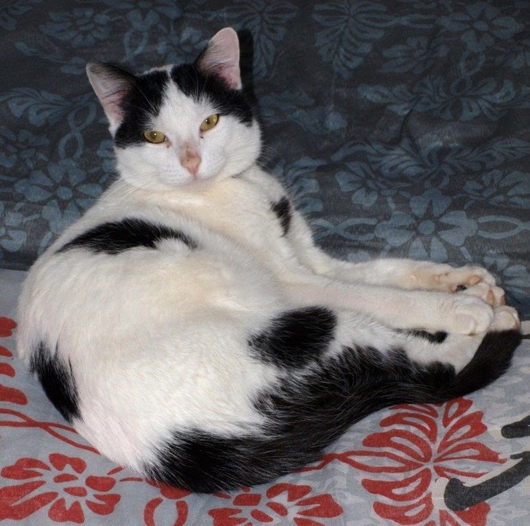 Chat Trouve A Rennes Animaux Perdus Et Trouves En Bretagne