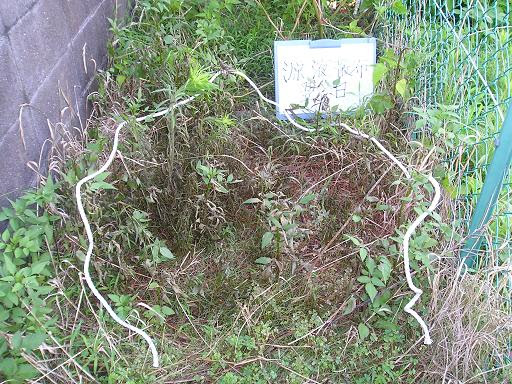 昔ながらの木酢液 雑草を安全に枯らす 自然界のパワー 動画あり