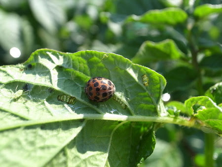 ジャガイモ栽培 病気 害虫被害 葉の食害 対策方法 暇人主婦の家庭菜園 楽天ブログ