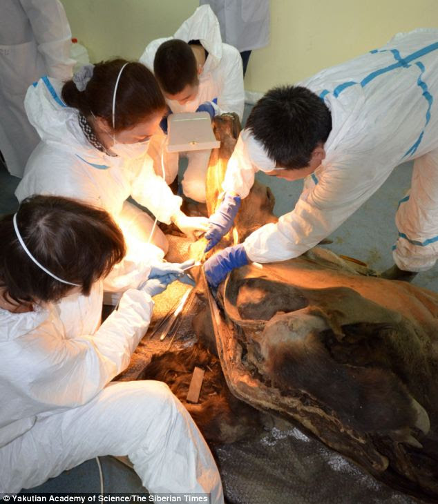 Here, scientists begin the necropsy and it is possible to see the animal's perfectly-preserved hair. Remarkably the brain still had the bulbs, nerves and even medulla oblongata that once allowed the animal to think