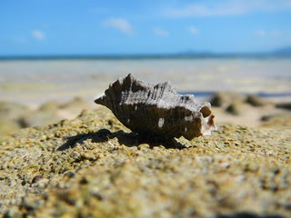 Sea Shell