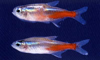 日本動物薬品株式会社 金魚の病気について