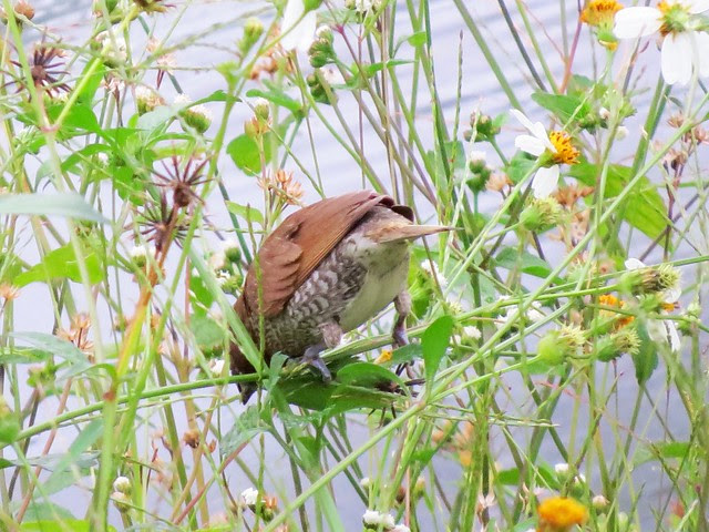 斑文鳥