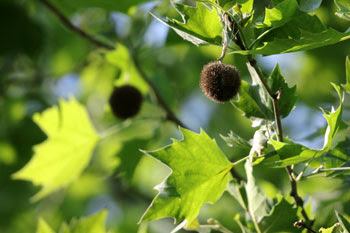 樹木シリーズ65 モミジバスズカケノキ プラタナス あきた森づくり活動サポートセンター