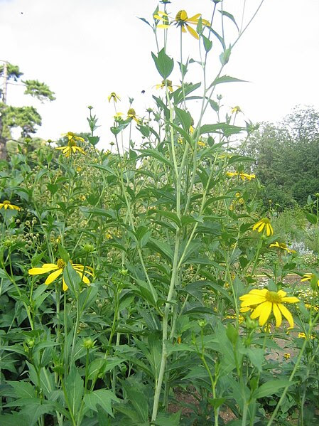 File:Rudbeckia laciniata10.jpg
