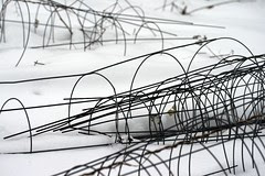 tomato supports in the snow 0222