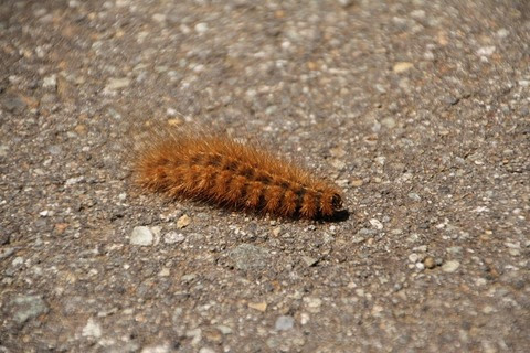 日曜は伊豆へ 月曜は近所へ ありんこ日記 Antroom