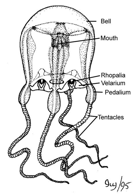 Farming tilapia life history and biology the fish site. The Box JellyFish: The Box JellyFish