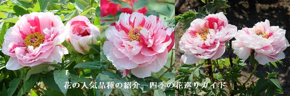 ボタン 花の人気品種の紹介