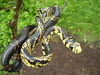 Caninana