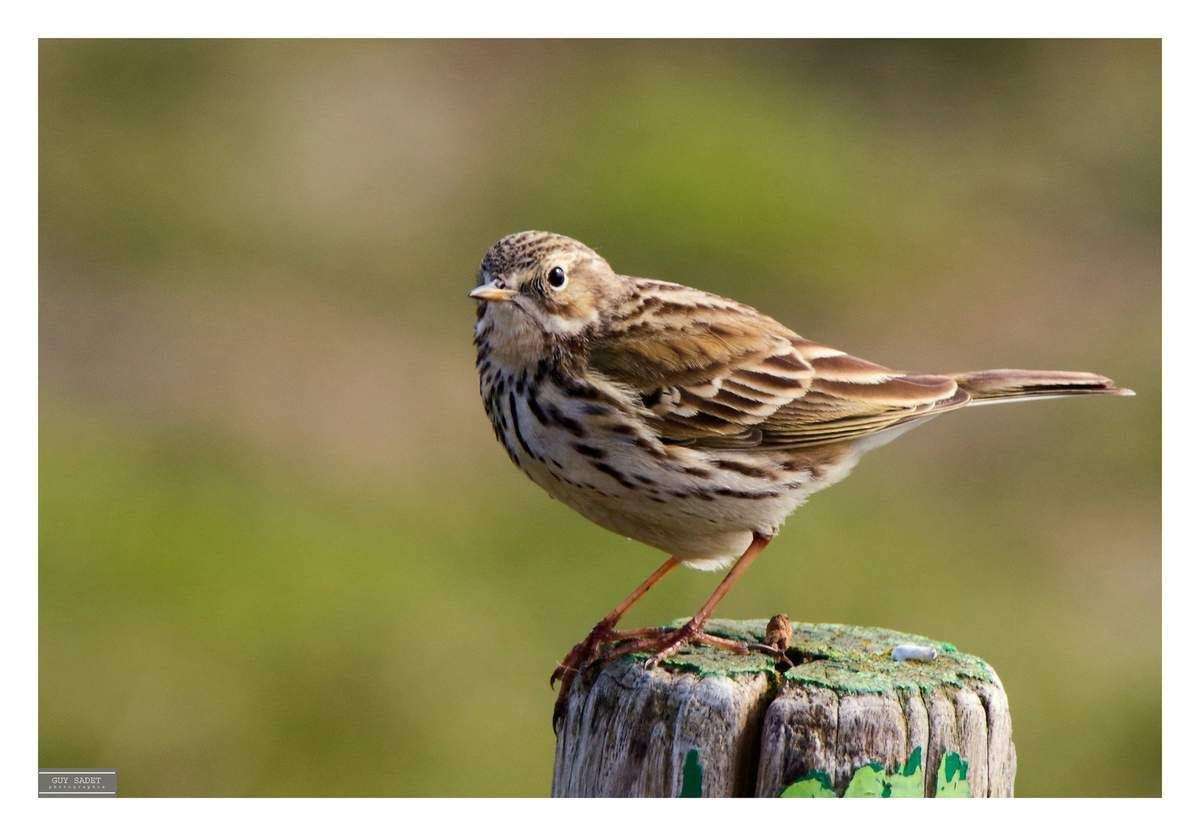 Les Oiseaux Gazouillent Toujours Au Printemps Le Blog De
