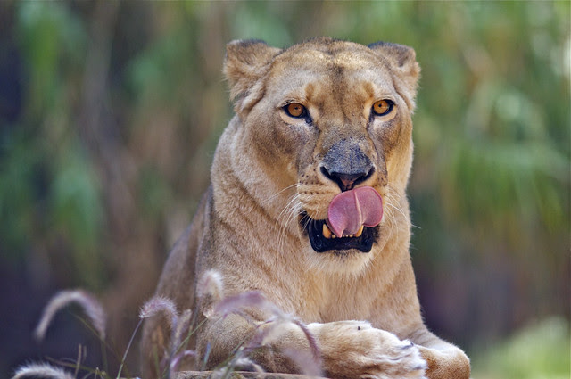Lion Queen