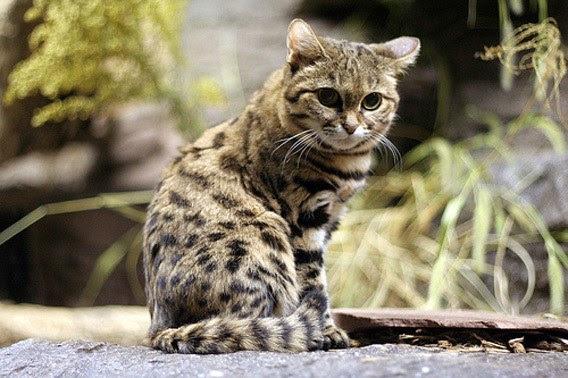まるでぬいぐるみ 世界一小さい種の猫 クロアシネコ が可愛いと話題沸騰中 Netgeek