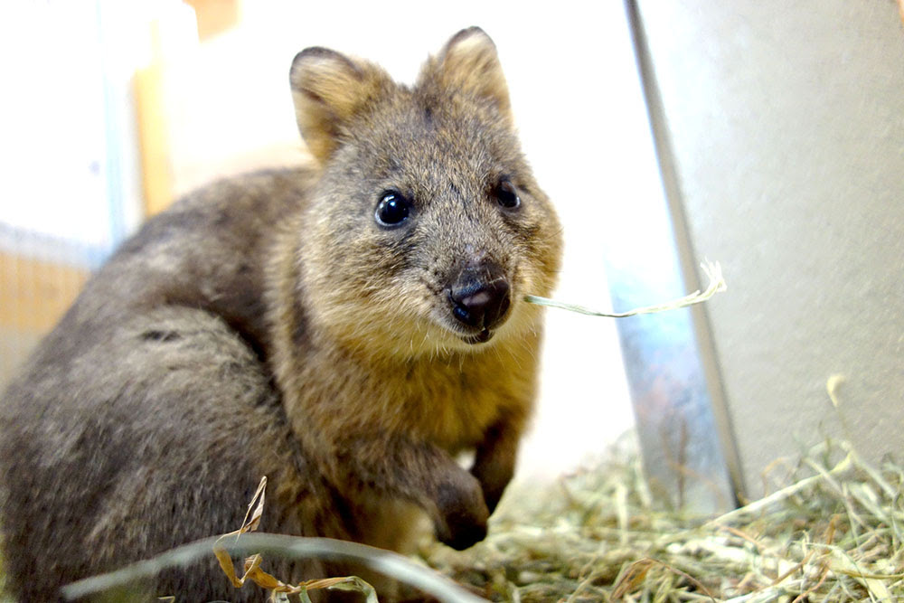 世界一しあわせな動物 クオッカ が来園 埼玉県こども動物自然公園 公益財団法人埼玉県公園緑地協会