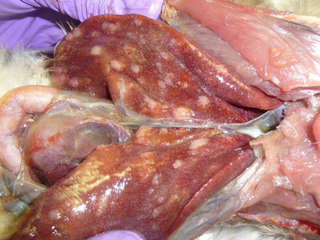 gallbladder problems symptoms vomiting diarrhea