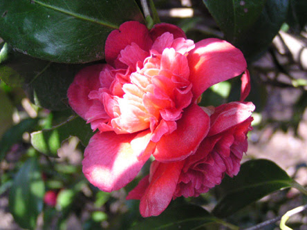 椿の品種いろいろ