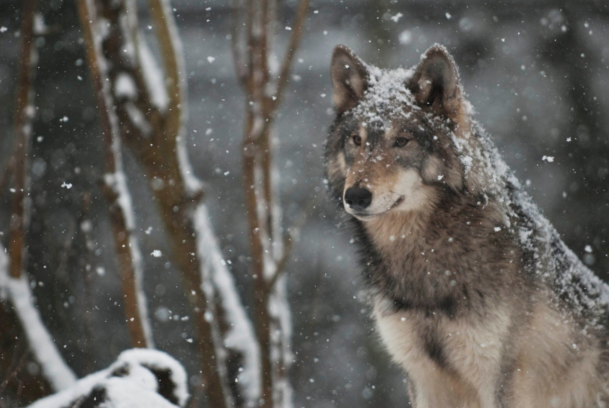 HD Wolf Wallpapers 1080p (71+ images)