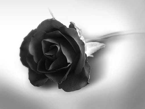 Black Rose by sTTyleZ20 Gorgeous Black Wallpapers