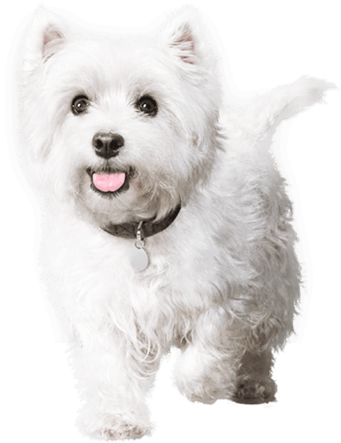 成犬用 製品情報 Cesar Japan Website