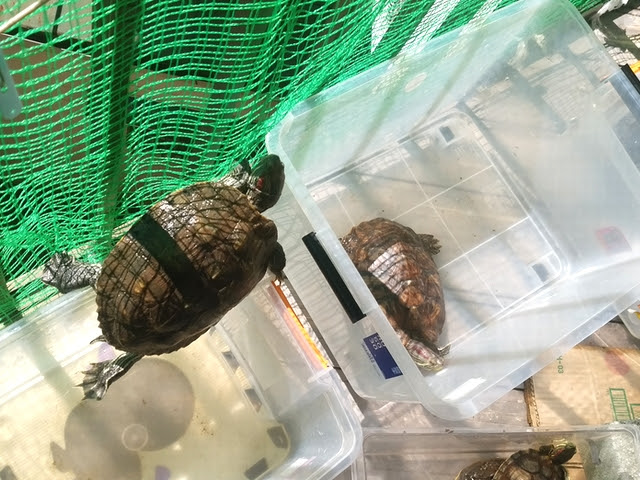 アパートでカメと暮らしたい ペット不可 の賃貸物件でカメを飼うことはできる わんにゃんうぇぶ ペットと一緒に暮らせる住まいが もっと身近になるように 住まいをよく知る不動産広告会社が所沢から発信