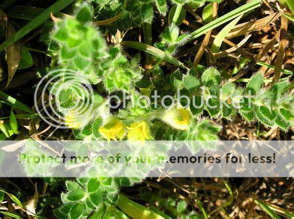 Crotalaria similis photo Crotalariasimilis_zpsd513ec2e.jpg