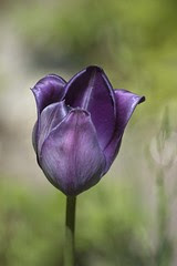 tume tulp