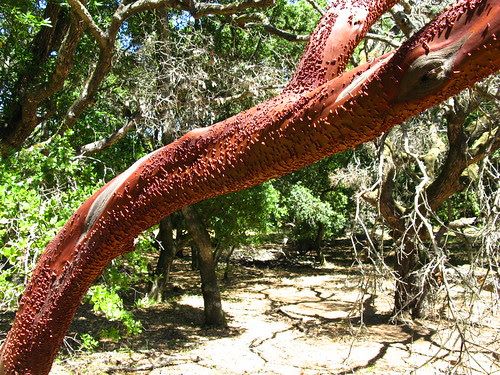Arctostaphylos