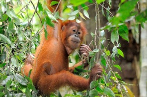 Biotic and Abiotic - Saving the Sumatran Orangutan