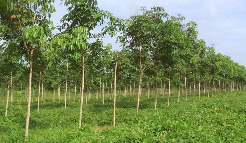 20 Dosis Pupuk Tanaman Karet Muda Karet Produksi Hingga 20 Dosis Pupuk Tanaman Karet Muda Karet Produksi Hingga
