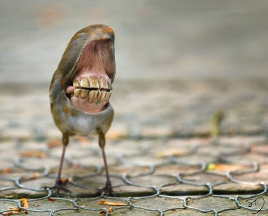 キモかわいい 鳥に大きな口を合わせたコラージュ画像 アニマルｘ