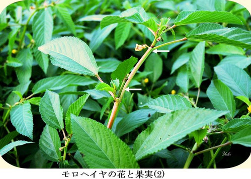 モロヘイヤの葉以外には 特に果実には毒があるのでご注意を プロフ ユキのブログ