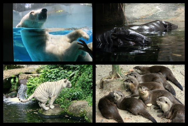 Animals