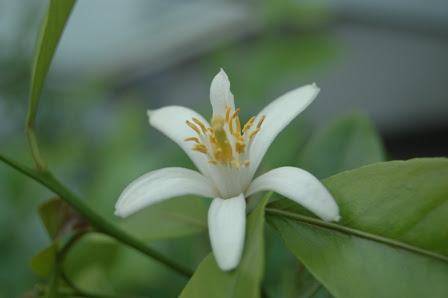 Bon Et Bonheur ブドウの花が咲きました