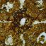 آموزش طرز تهیه کشک و بادمجان مجلسی و خوشمزه