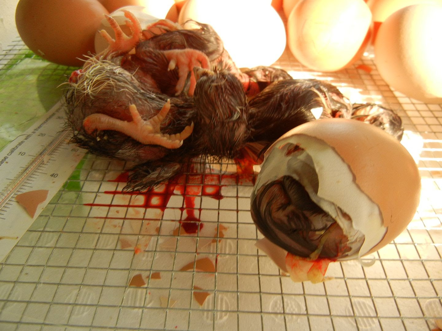 My new chicks in the incubator are starting to hatch ...